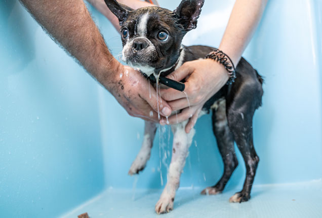 Gracie the Boston Terrier having a bath